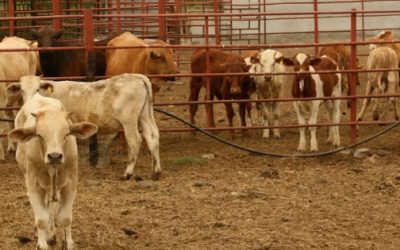 Aumento de casos de gusano barrenador en Nuevo León