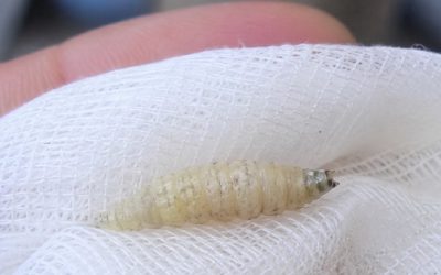 Autoridades de Hidalgo analizan posible primer caso en humanos de gusano barrenador