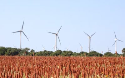 El sorgo y las aves migratorias