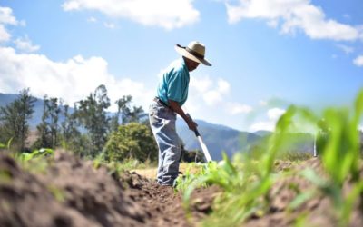 Calor extremo pone en riesgo la agricultura y a mil millones de personas, alerta la FAO