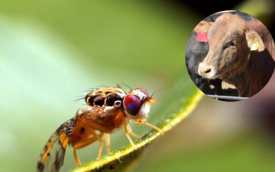Ante el repunte del gusano barrenador en Chiapas, resurge la historia de la primera planta de moscas estériles