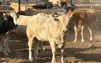 Ganado de Coahuila y Durango sigue libre del gusano barrenador