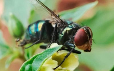 Liberación de mosca estéril podría ayudar a controlar brote de gusano barrenador