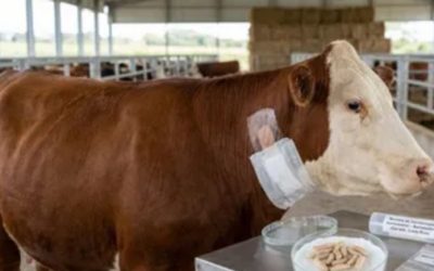 Detectan tres nuevos casos de gusano barrenador en Nuevo León; ya suman 28